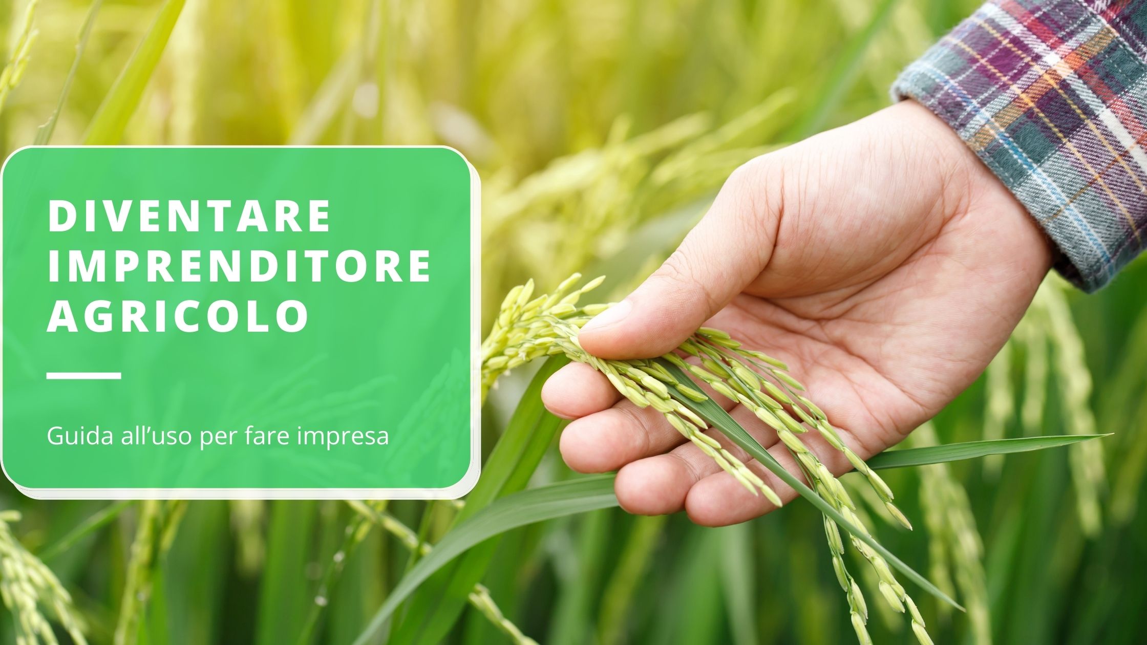 come-diventare-un-imprenditore-agricolo-di-successo