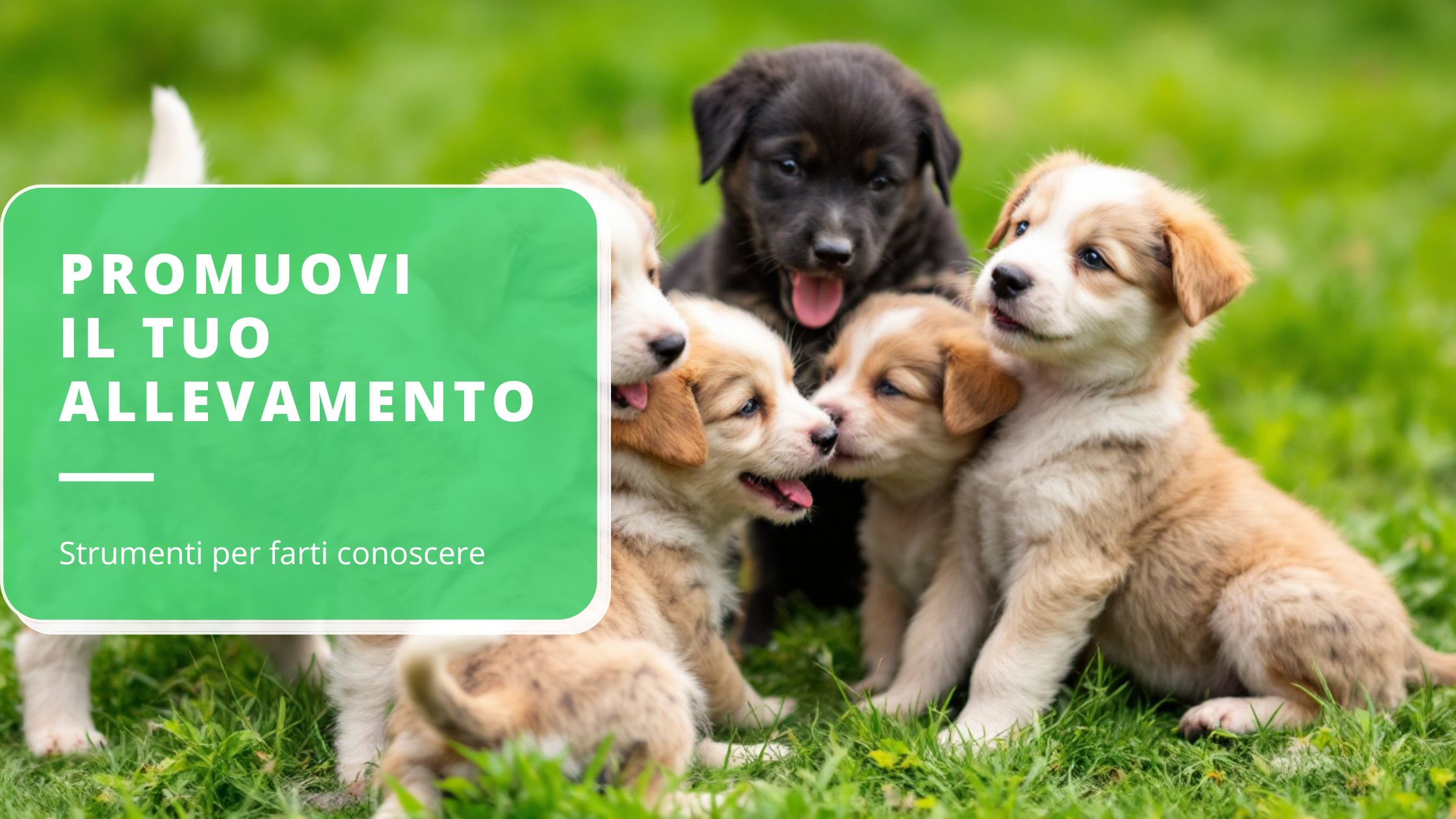 come-far-conoscere-il-tuo-allevamento-di-cani-guida-alla-promozione-online